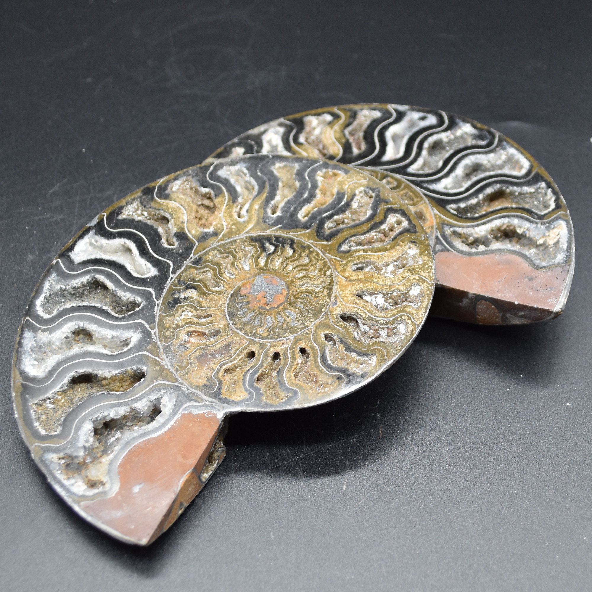 Pair of Large Black Ammonite Cleoniceras Fossil Cut Slice from Madagascar - 14cm - 570 grams - Image 6