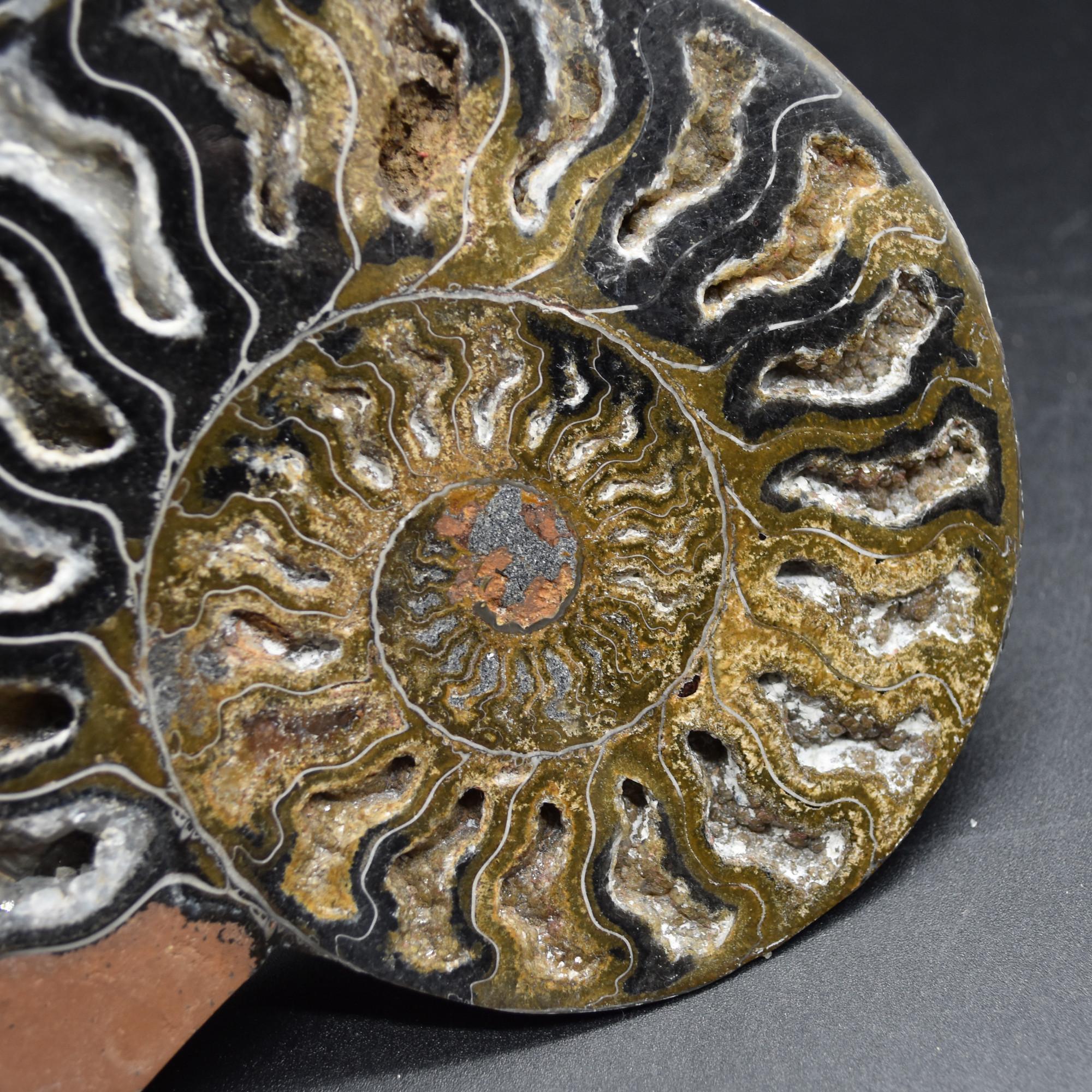 Pair of Large Black Ammonite Cleoniceras Fossil Cut Slice from Madagascar - 14cm - 570 grams - Image 7