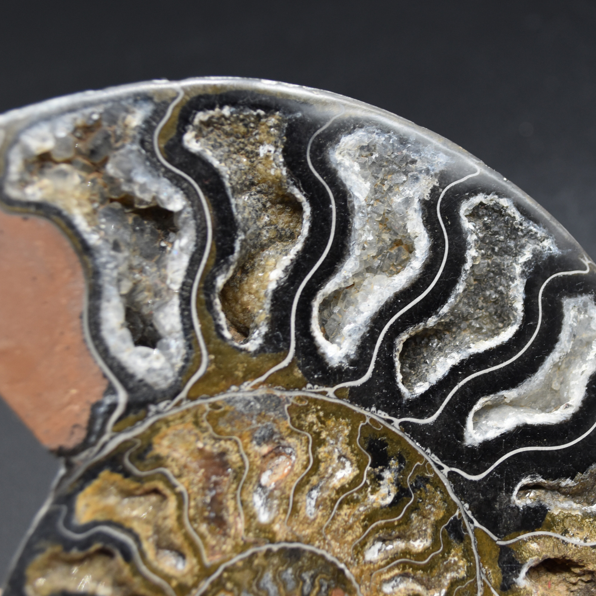 Pair of Large Black Ammonite Cleoniceras Fossil Cut Slice from Madagascar - 14cm - 570 grams - Image 8