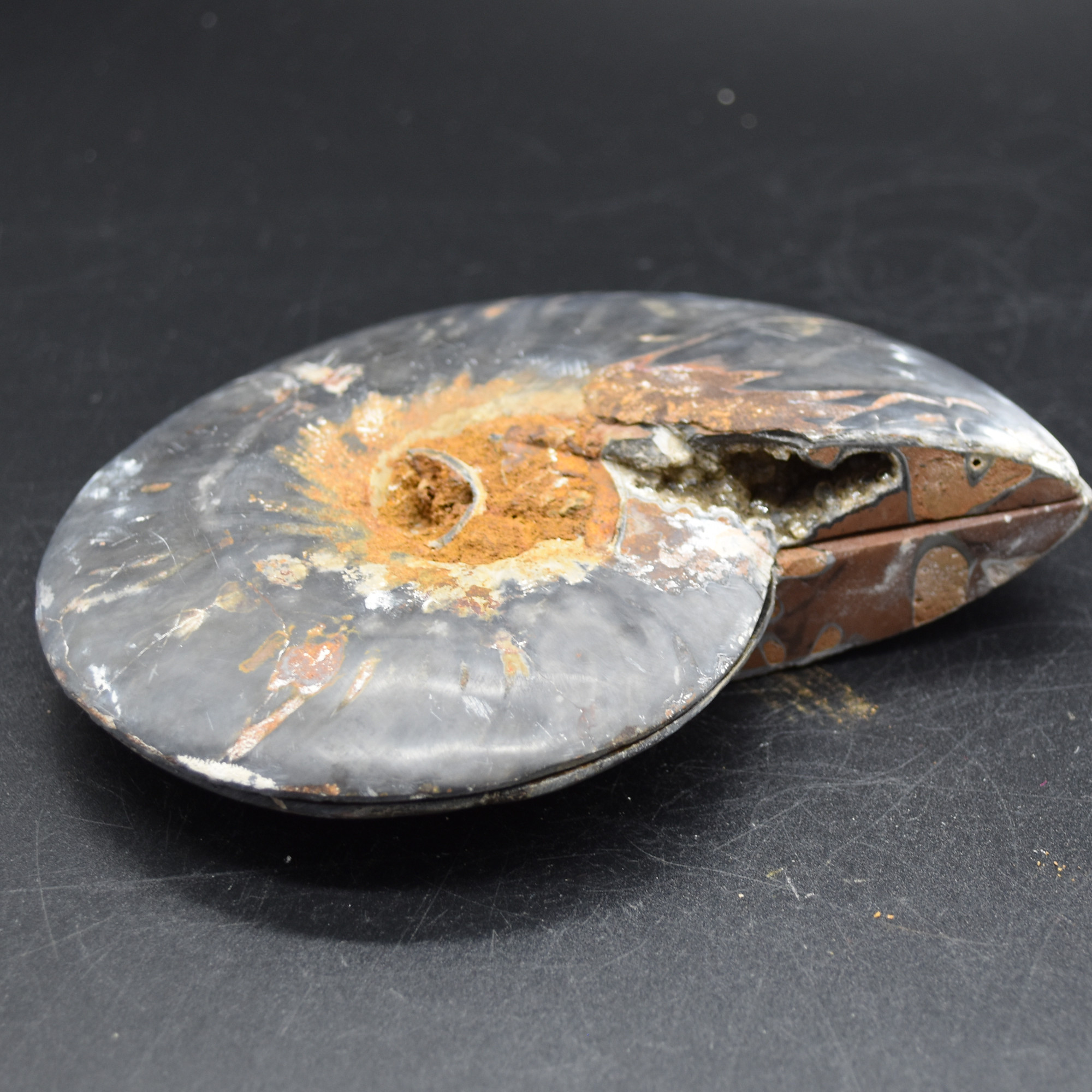 Pair of Large Black Ammonite Cleoniceras Fossil Cut Slice from Madagascar - 14cm - 570 grams - Image 10