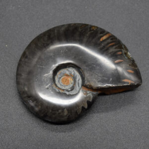 Black Polished Ammonite Cleoniceras Fossil from Madagascar - 6.5cm - 71 grams