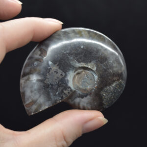 Black Polished Ammonite Cleoniceras Fossil from Madagascar - 6cm - 61 grams