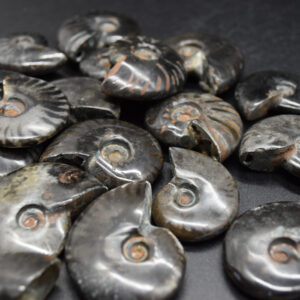 Black Ammonite Cleoniceras Fossil from Madagascar - 4 sizes - 1 Count