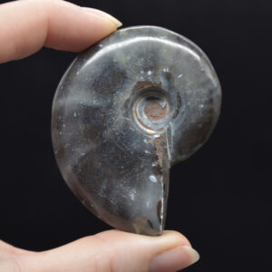 Black Ammonite Cleoniceras Fossil from Madagascar - 5.9cm - 56 grams