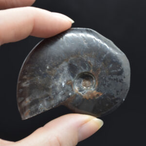 Black Ammonite Cleoniceras Fossil from Madagascar - 5.7cm - 55 grams