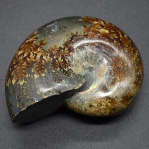 Brown Ammonite Cleoniceras Fossil from Madagascar - 7cm - 142 grams