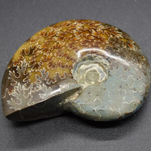 Brown Polished Ammonite Cleoniceras Fossil from Madagascar - 7.3cm - 123 grams
