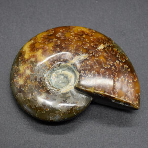 Brown Ammonite Cleoniceras Fossil from Madagascar - 7.5cm - 126 grams