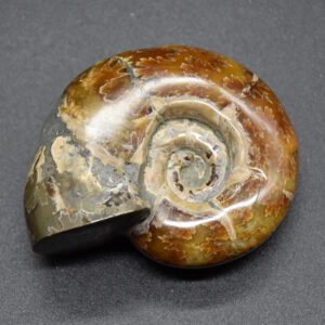 Brown Ammonite Cleoniceras Fossil from Madagascar - 6cm - 98 grams
