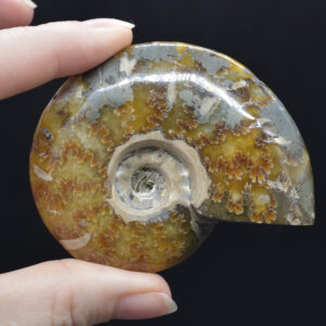 Brown Ammonite Cleoniceras Fossil from Madagascar - 6.5cm - 111 grams