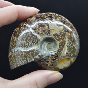 Brown Ammonite Cleoniceras Fossil from Madagascar - 6.4cm - 116 grams
