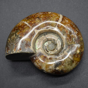 Brown Ammonite Cleoniceras Fossil from Madagascar - 6cm - 80 grams