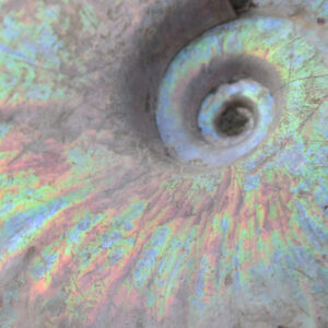 Ammonite & Ammolite Fossils