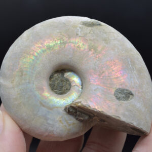 Silver Grey Iridescent Ammonite Cleoniceras Fossil from Madagascar  - 7cm - 160 grams