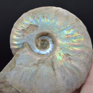 Silver Grey Iridescent Ammonite Cleoniceras Fossil from Madagascar  - 7.2cm - 103 grams