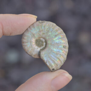 Silver Grey Iridescent Ammonite Cleoniceras Fossil from Madagascar - 3.2cm - 13.1 grams