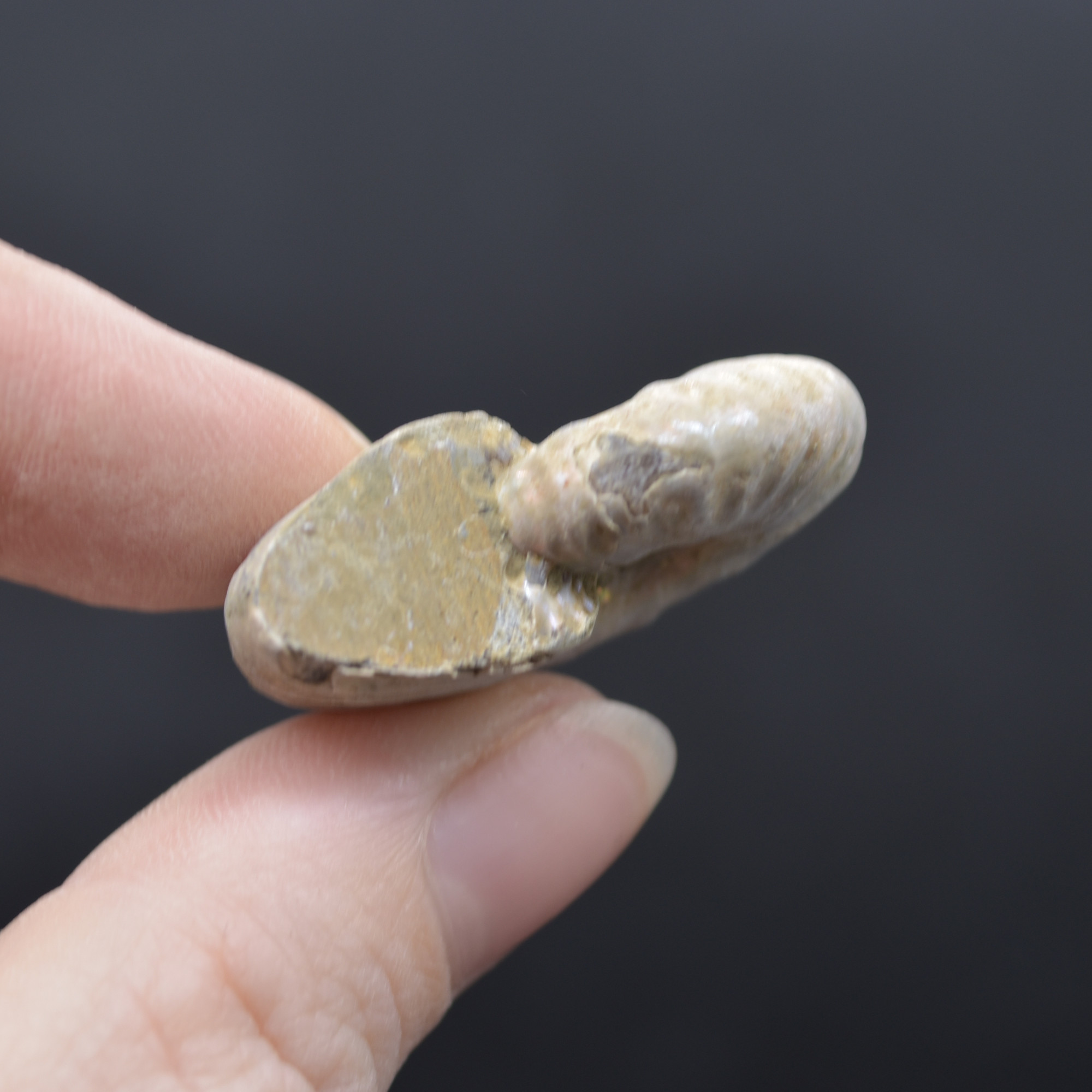 Silver Grey Iridescent Ammonite Cleoniceras Fossil from Madagascar - 3.2cm - 13.1 grams - Image 4