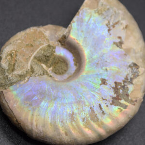 Silver Grey Iridescent Ammonite Cleoniceras Fossil from Madagascar - 5cm - 39.6 grams