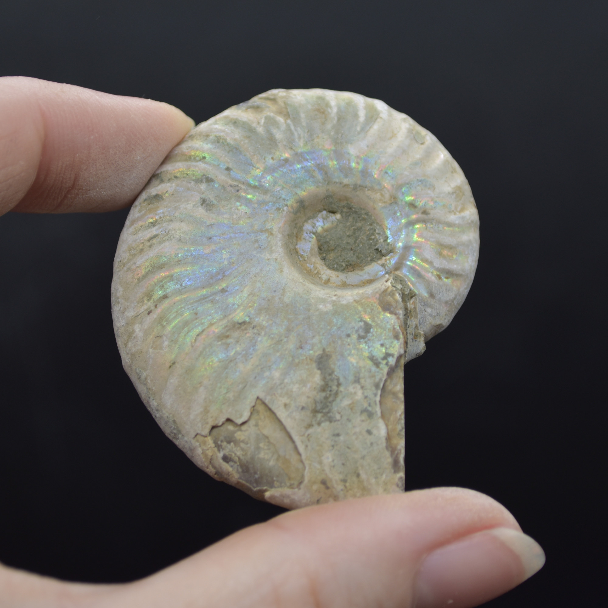 Silver Grey Iridescent Ammonite Cleoniceras Fossil from Madagascar - 5.2cm - 45.3 grams - Image 2