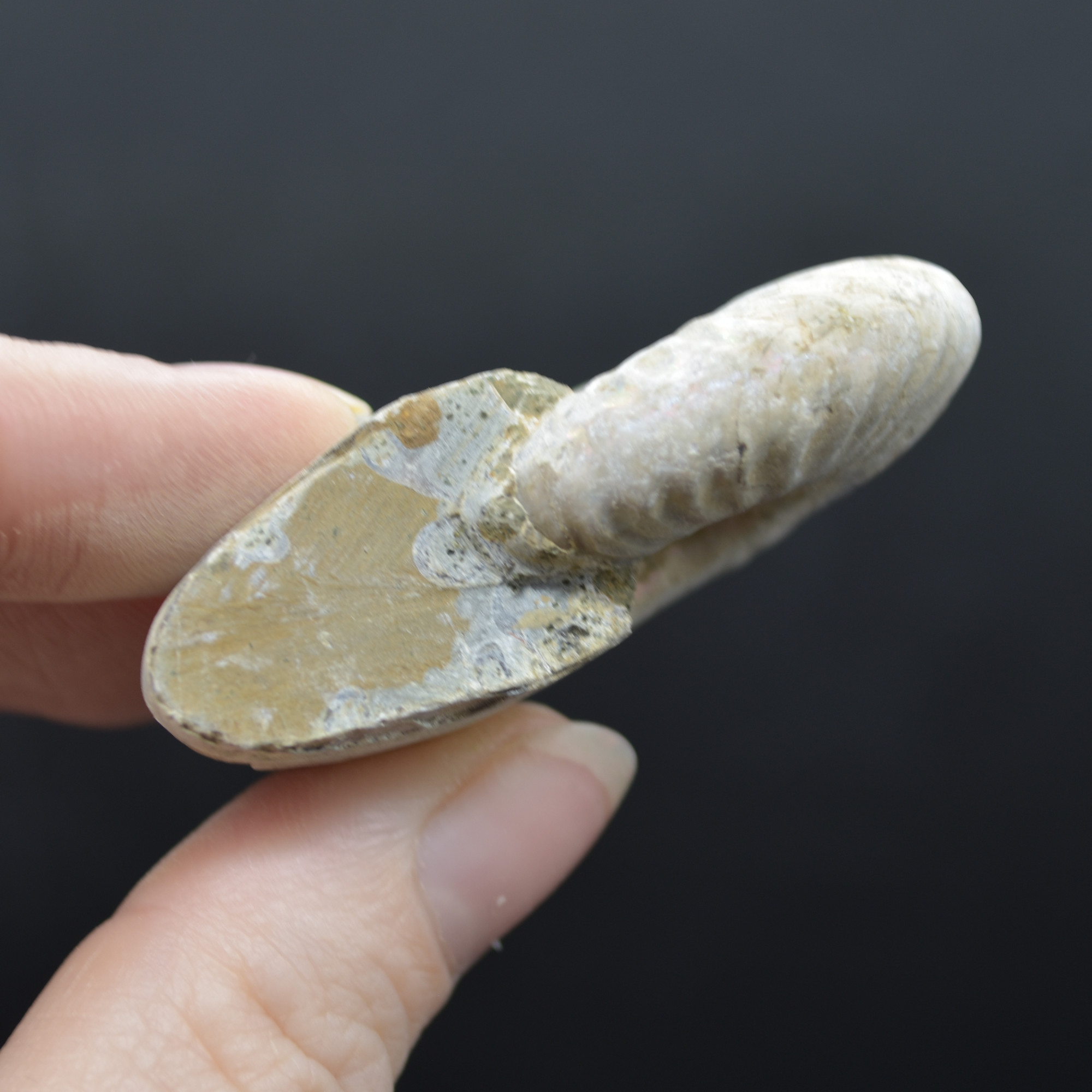 Silver Grey Iridescent Ammonite Cleoniceras Fossil from Madagascar - 5.2cm - 45.3 grams - Image 3