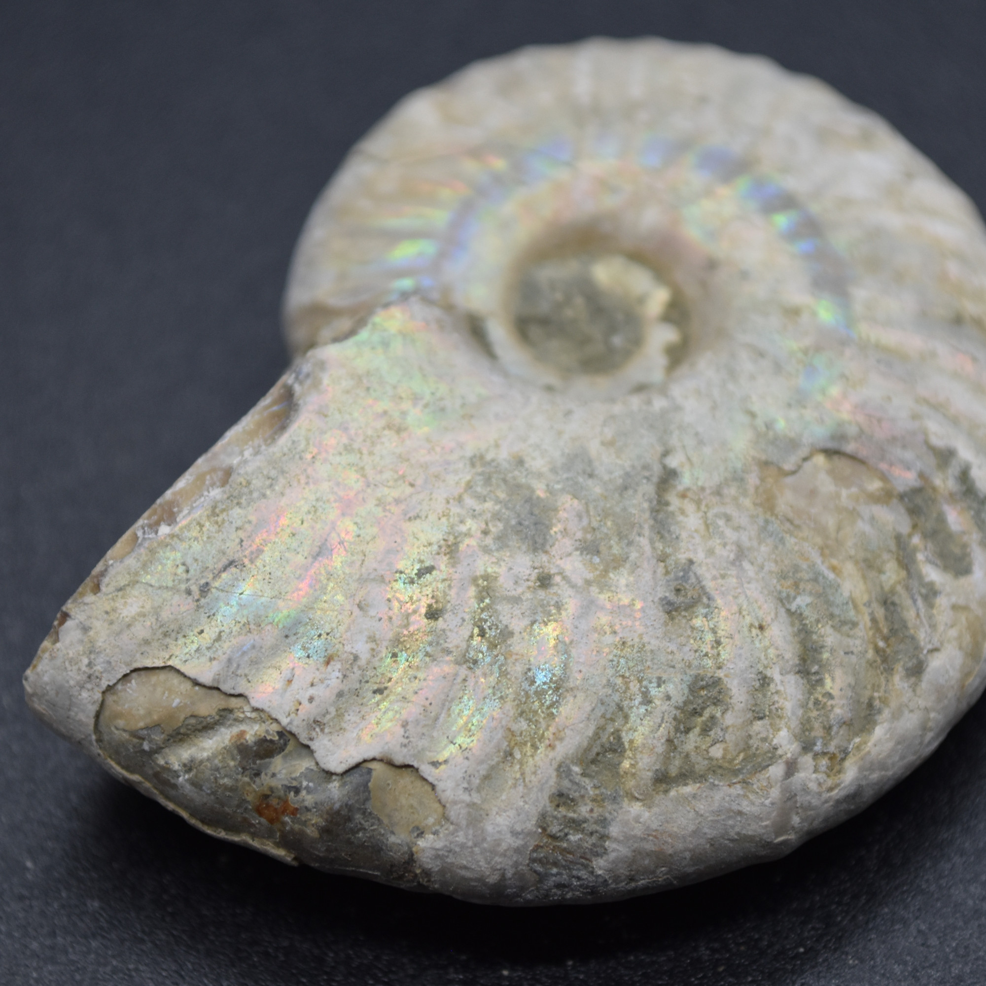 Silver Grey Iridescent Ammonite Cleoniceras Fossil from Madagascar - 5.2cm - 45.3 grams - Image 5