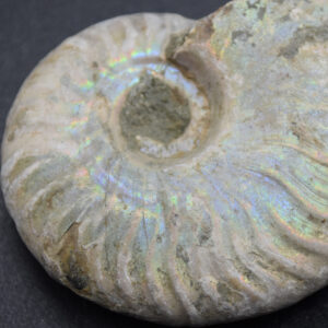 Silver Grey Iridescent Ammonite Cleoniceras Fossil from Madagascar - 5.2cm - 45.3 grams