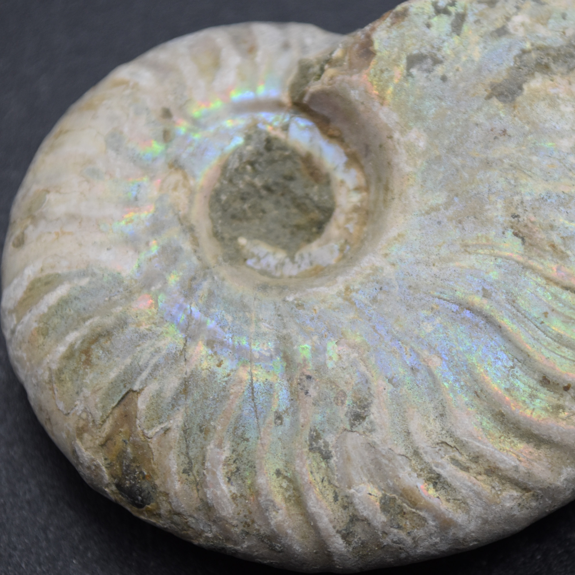 Silver Grey Iridescent Ammonite Cleoniceras Fossil from Madagascar - 5.2cm - 45.3 grams