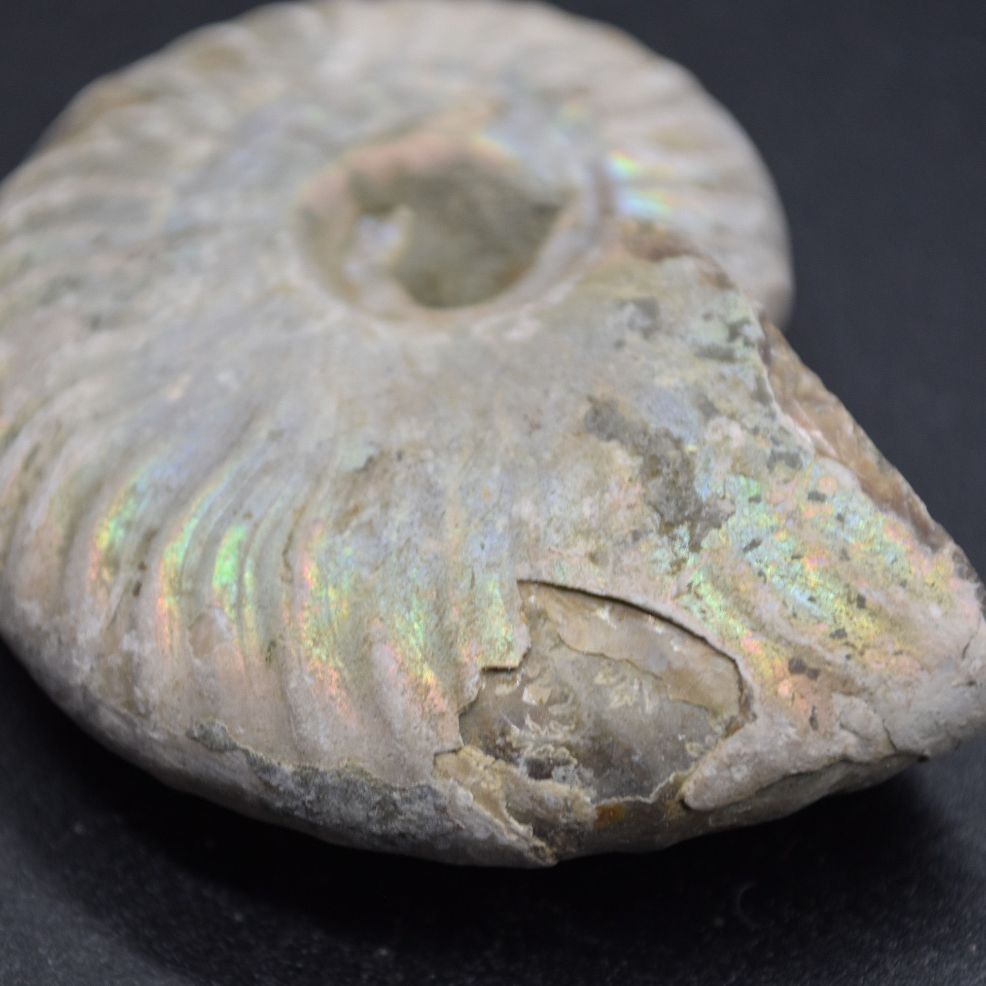 Silver Grey Iridescent Ammonite Cleoniceras Fossil from Madagascar - 5.2cm - 45.3 grams - Image 6