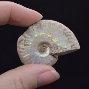 Silver Grey Iridescent Ammonite Cleoniceras Fossil from Madagascar - 4cm - 25.1 grams
