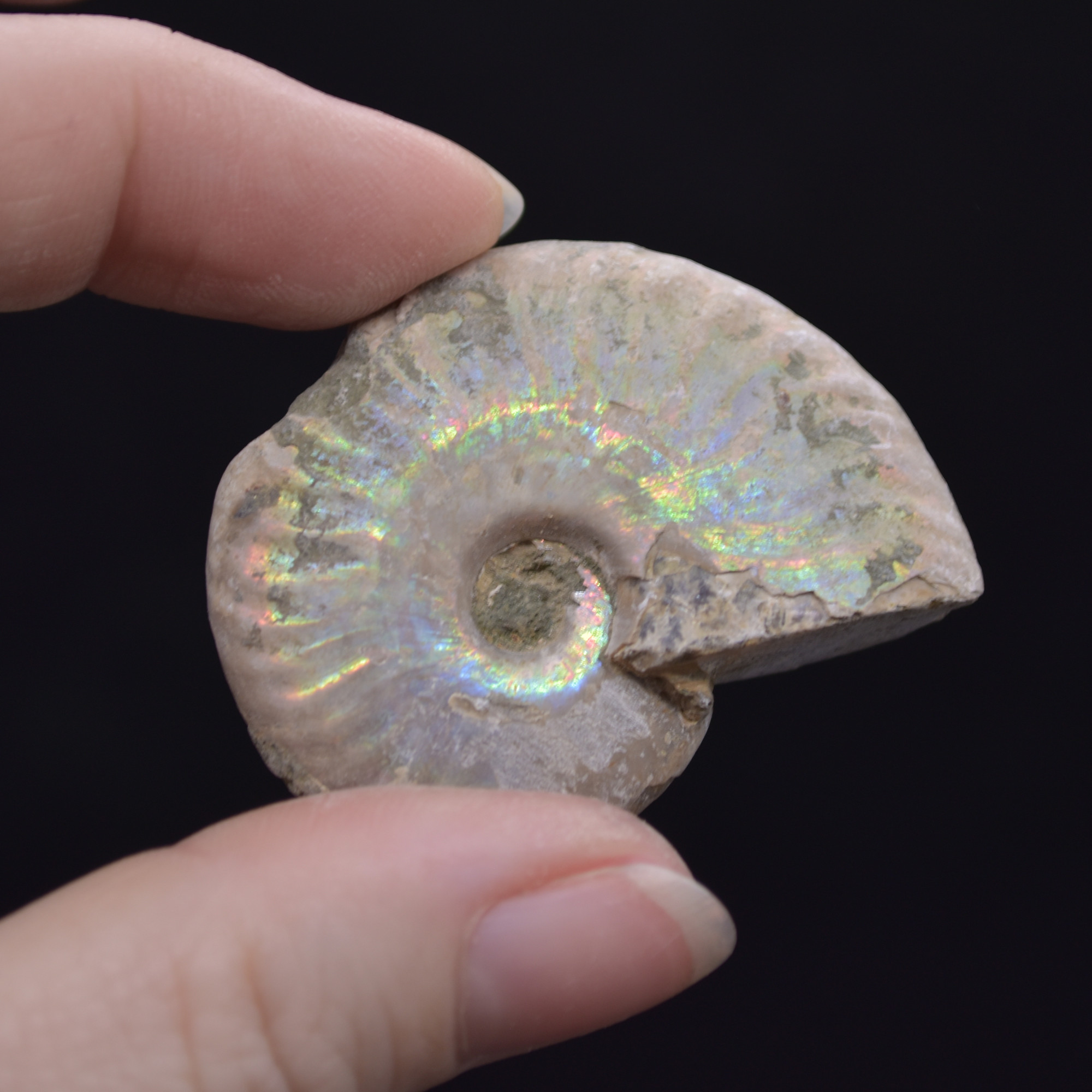 Silver Grey Iridescent Ammonite Cleoniceras Fossil from Madagascar - 4cm - 25.1 grams
