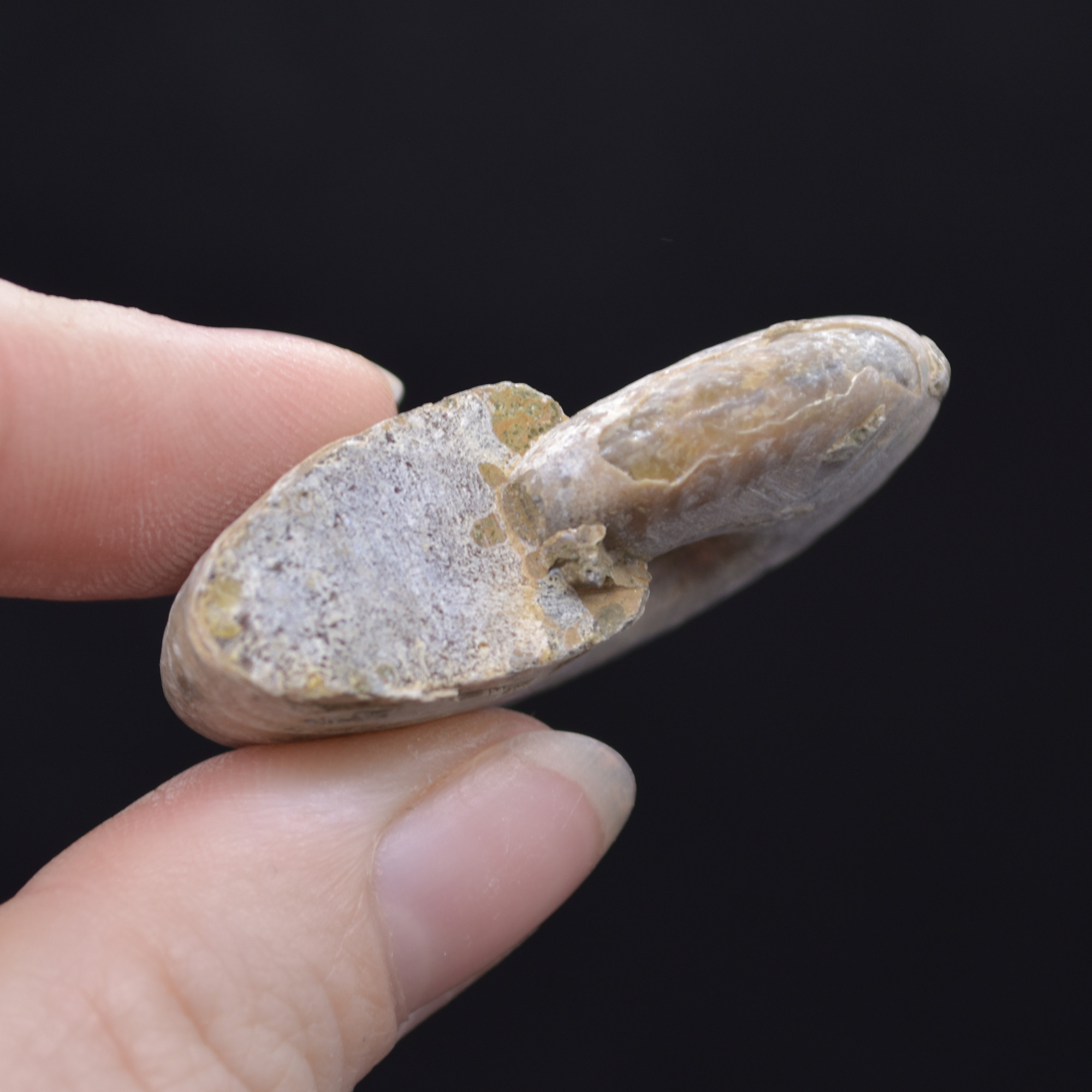 Silver Grey Iridescent Ammonite Cleoniceras Fossil from Madagascar - 4cm - 25.1 grams - Image 2