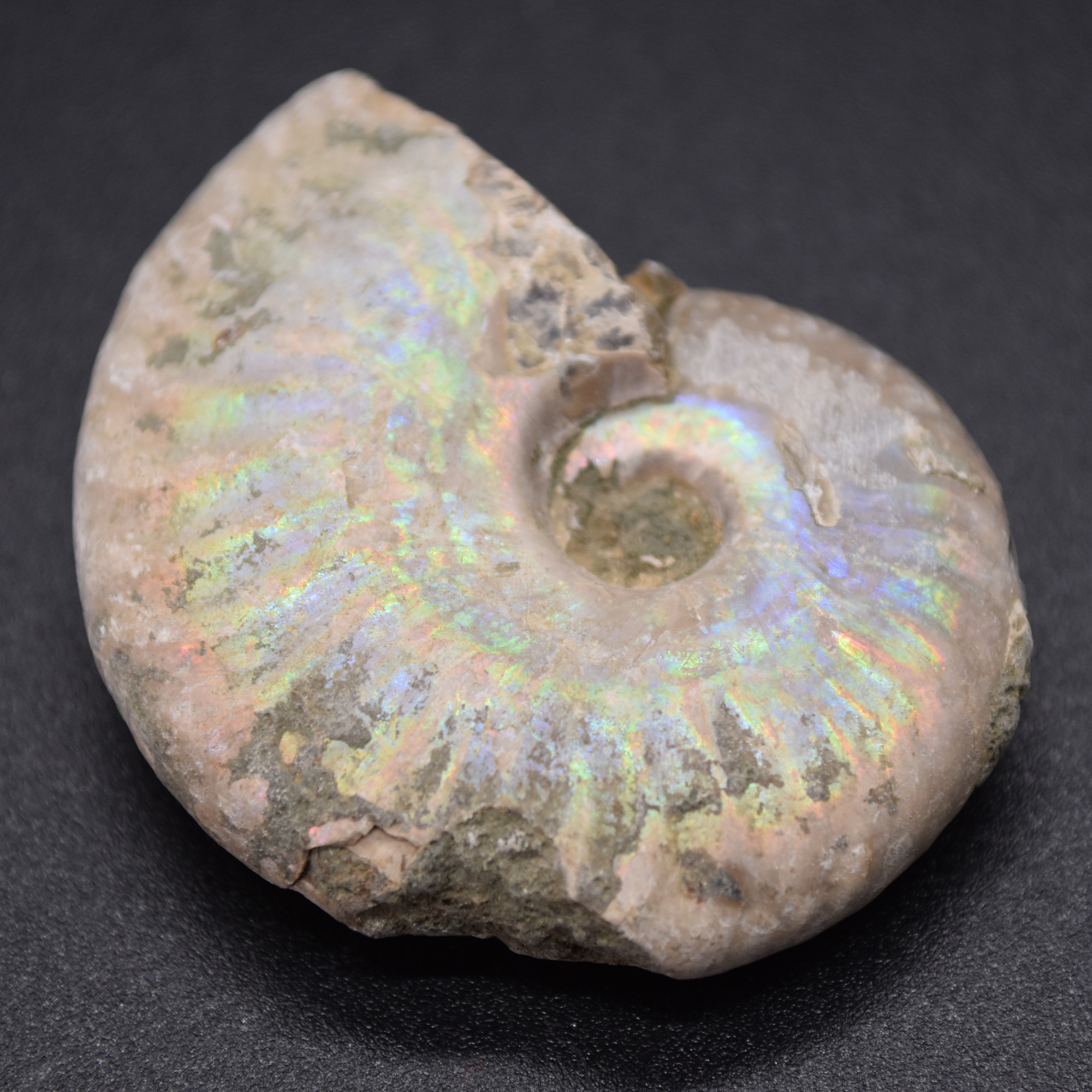 Silver Grey Iridescent Ammonite Cleoniceras Fossil from Madagascar - 4cm - 25.1 grams - Image 3