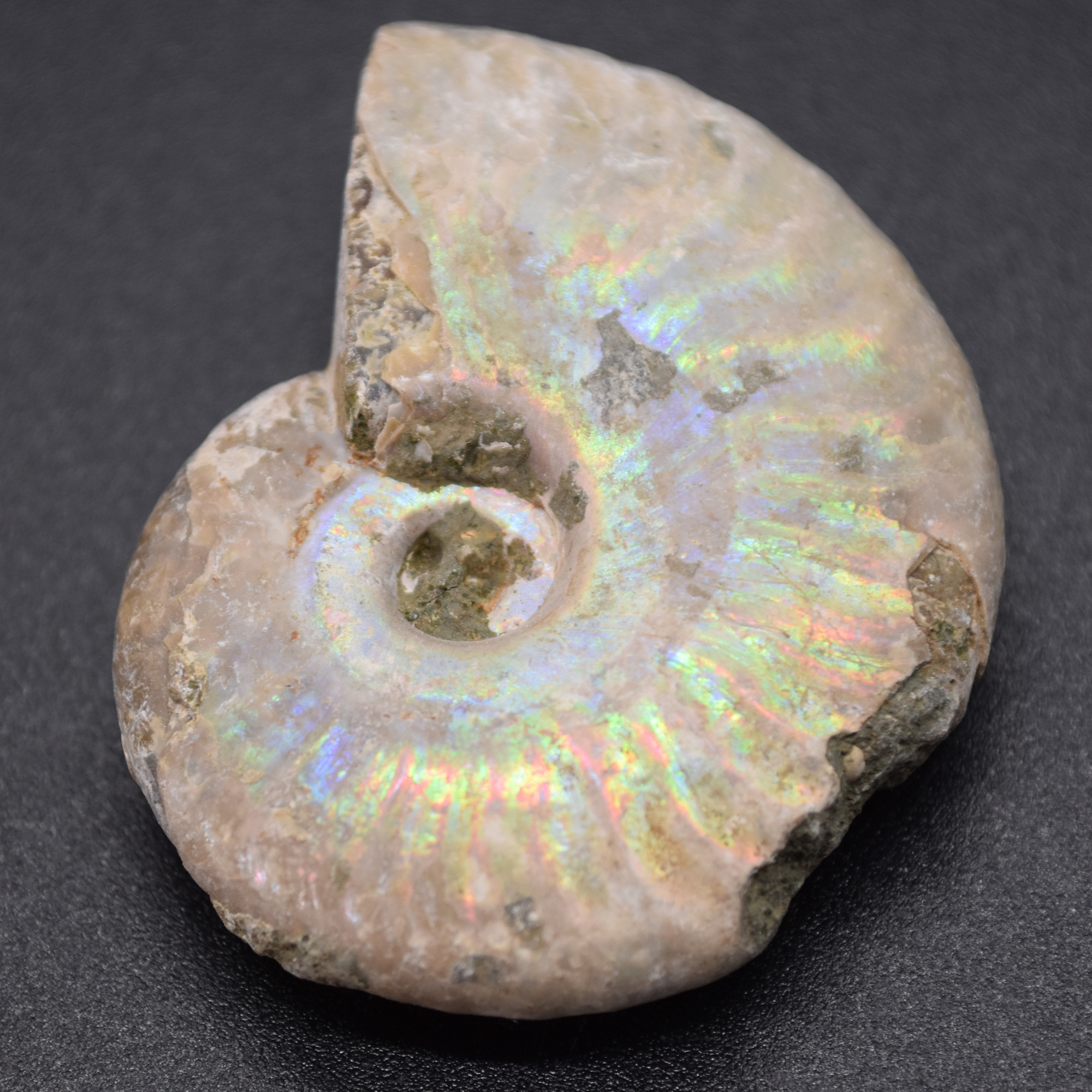 Silver Grey Iridescent Ammonite Cleoniceras Fossil from Madagascar - 4cm - 25.1 grams - Image 4