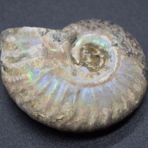 Silver Grey Iridescent Ammonite Cleoniceras Fossil from Madagascar - 4.3cm - 25.8 grams