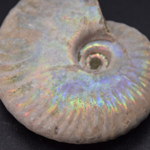 Silver Grey Iridescent Ammonite Cleoniceras Fossil from Madagascar - 6.2cm - 78 grams