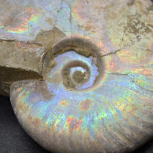 Silver Grey Iridescent Ammonite Cleoniceras Fossil from Madagascar - 6.2cm - 69 grams