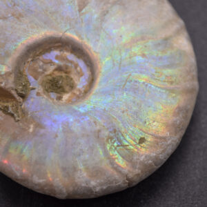 Silver Grey Iridescent Ammonite Cleoniceras Fossil from Madagascar - 6cm - 59 grams
