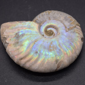 Silver Grey Iridescent Ammonite Fossil