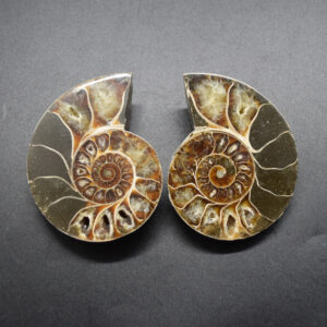 Pair of Brown Ammonite Cleoniceras Fossil Cut Slices from Madagascar - 8.5cm - 287 grams