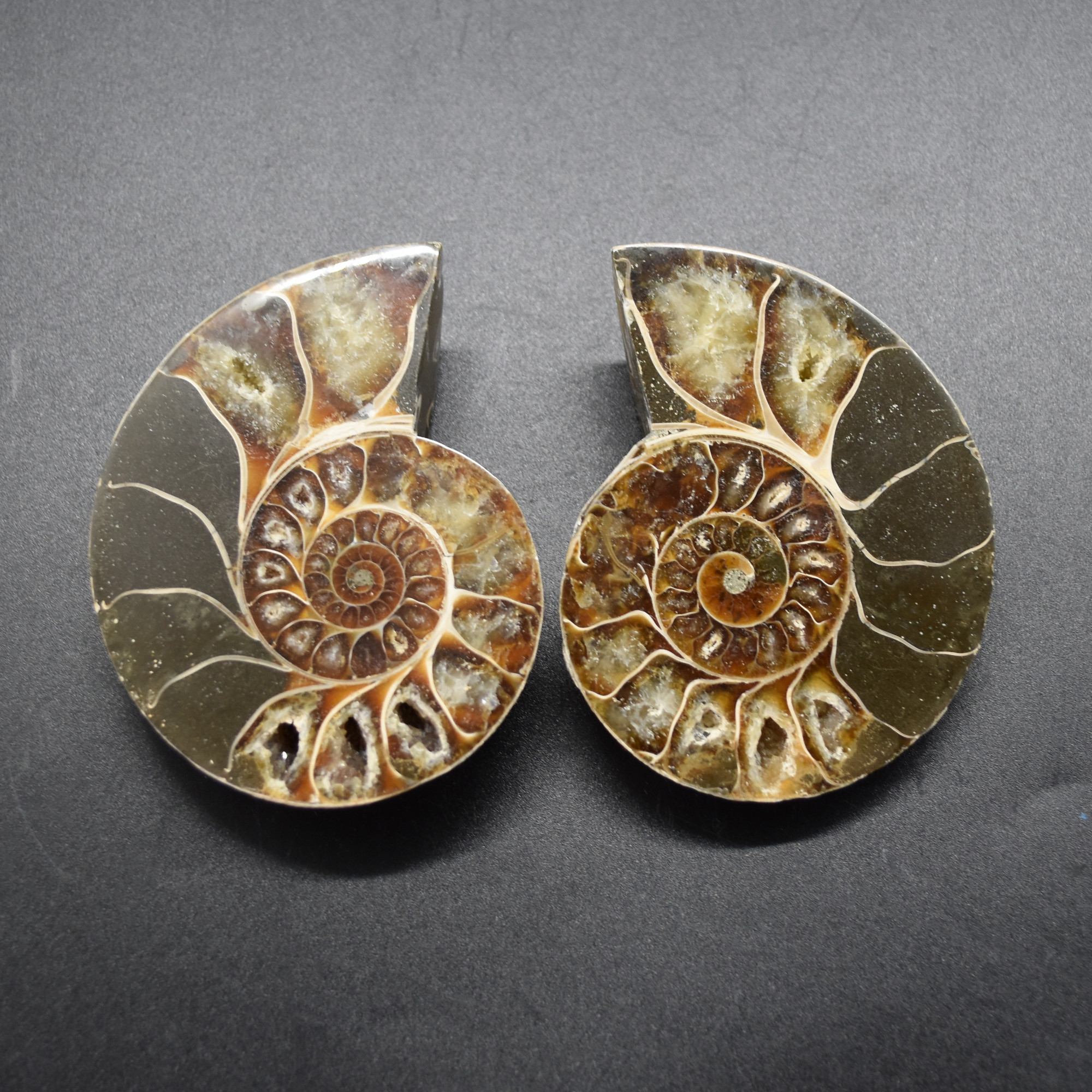 Pair of Brown Ammonite Cleoniceras Fossil Cut Slices from Madagascar - 8.5cm - 287 grams