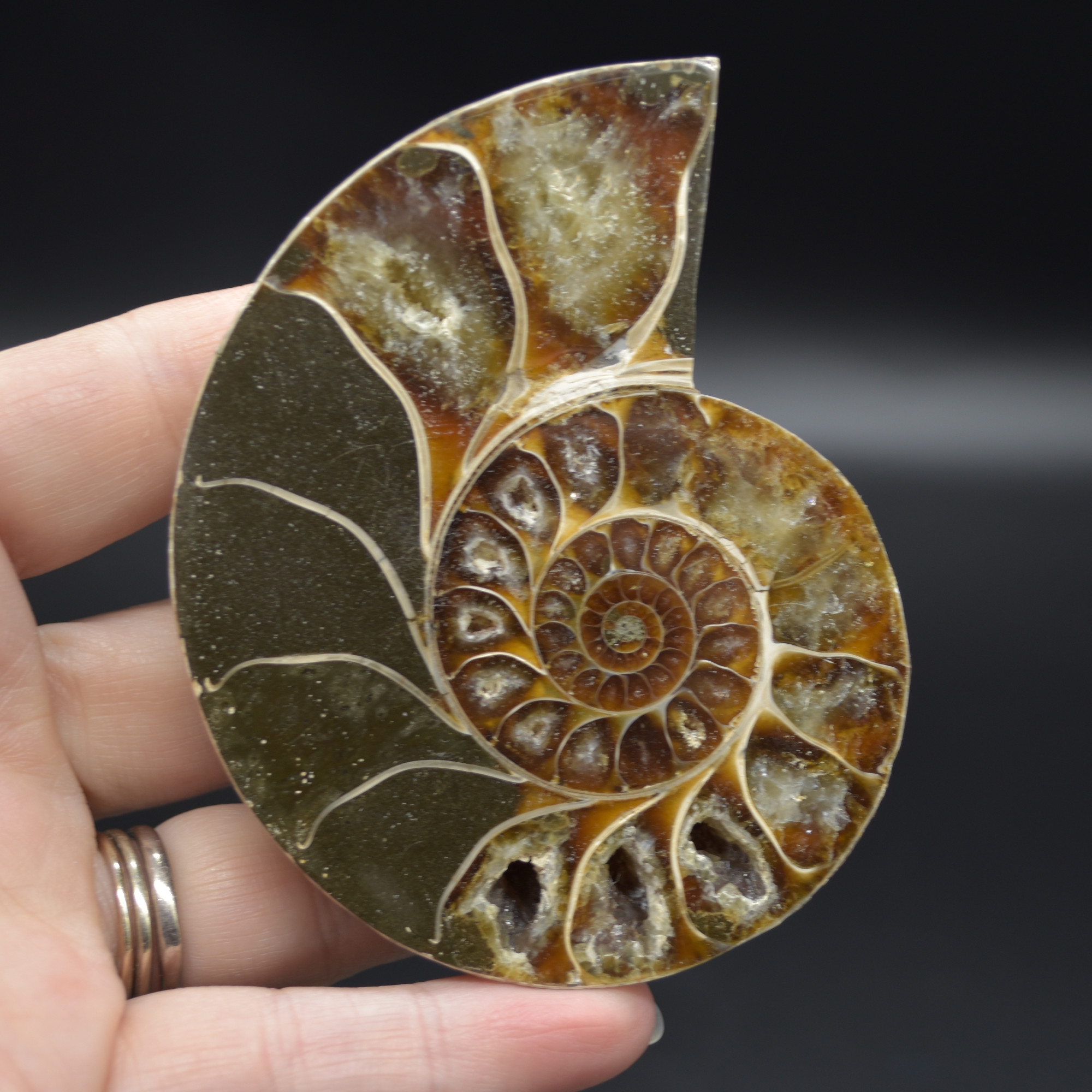 Pair of Brown Ammonite Cleoniceras Fossil Cut Slices from Madagascar - 8.5cm - 287 grams - Image 2