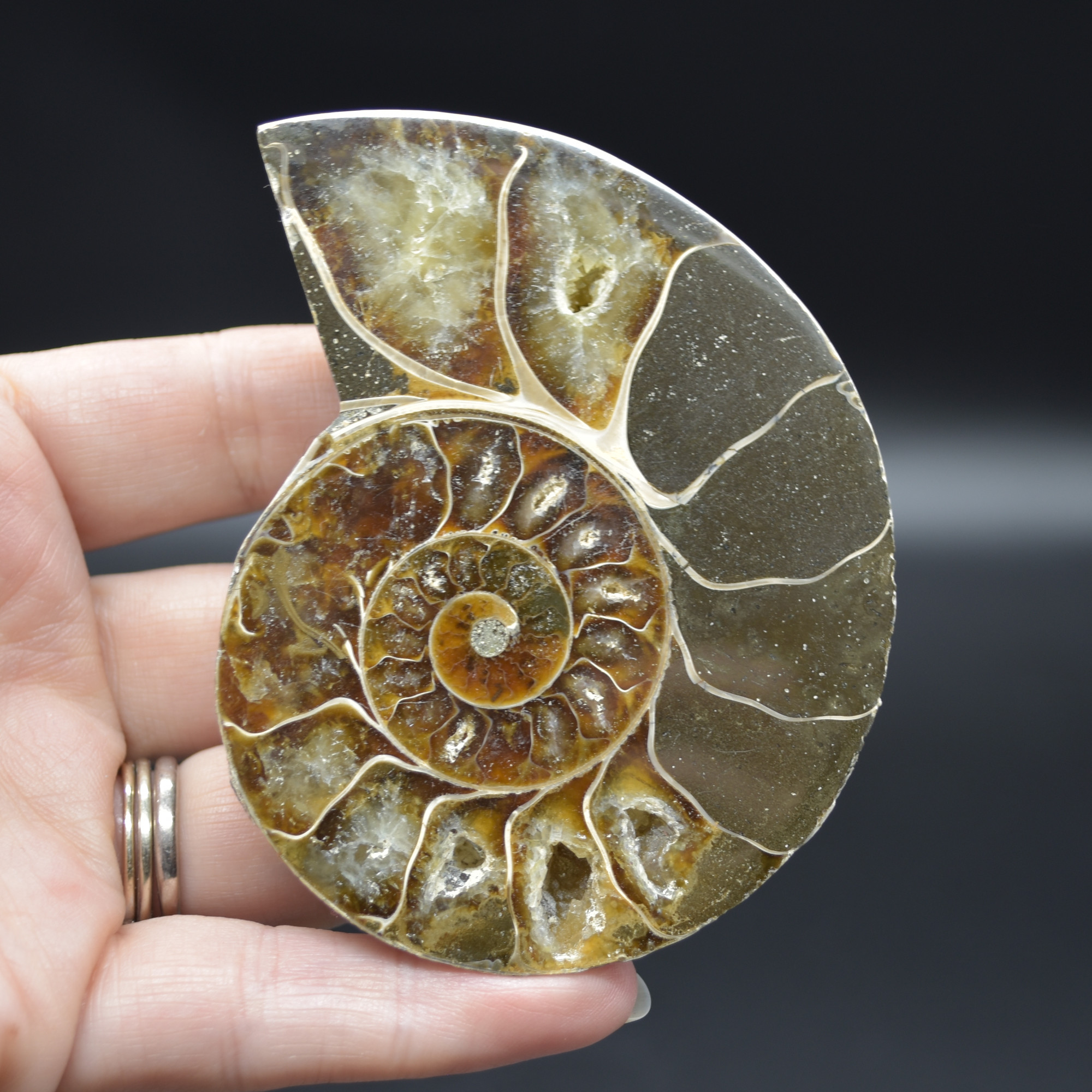 Pair of Brown Ammonite Cleoniceras Fossil Cut Slices from Madagascar - 8.5cm - 287 grams - Image 3