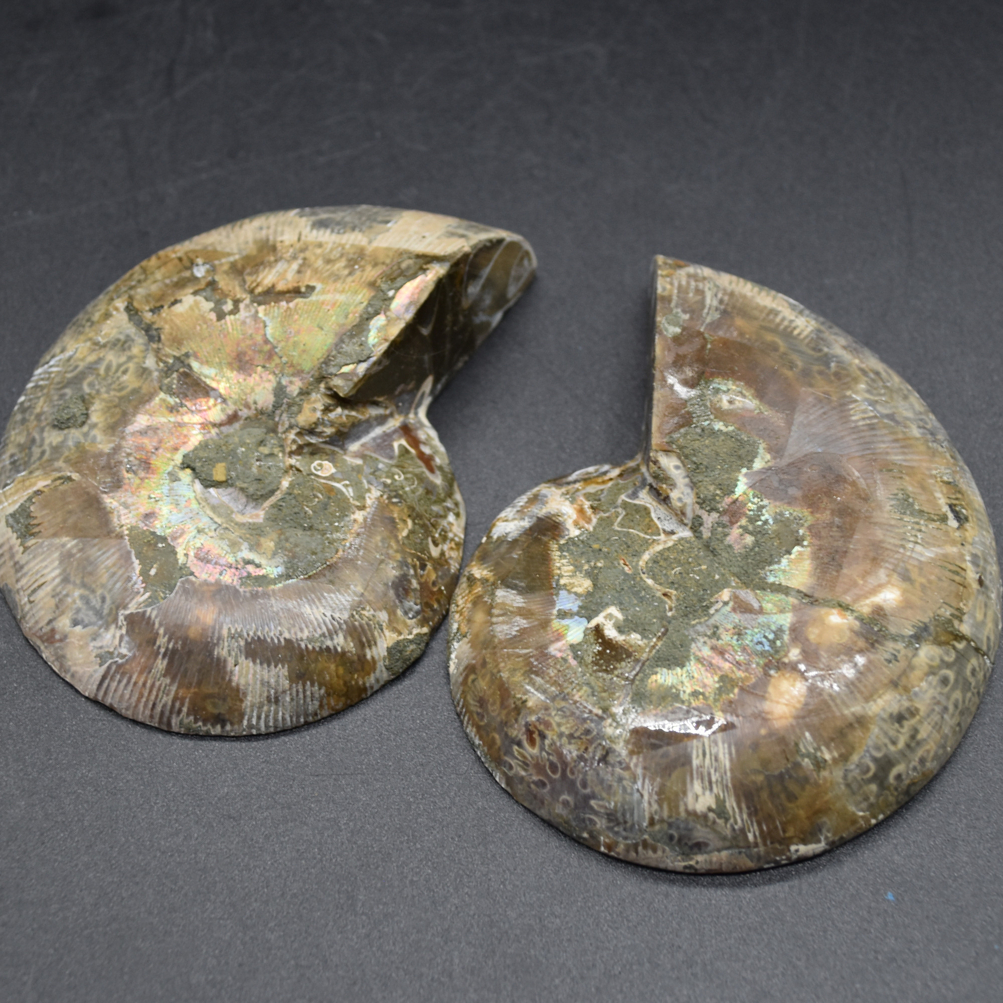 Pair of Brown Ammonite Cleoniceras Fossil Cut Slices from Madagascar - 8.5cm - 287 grams - Image 4