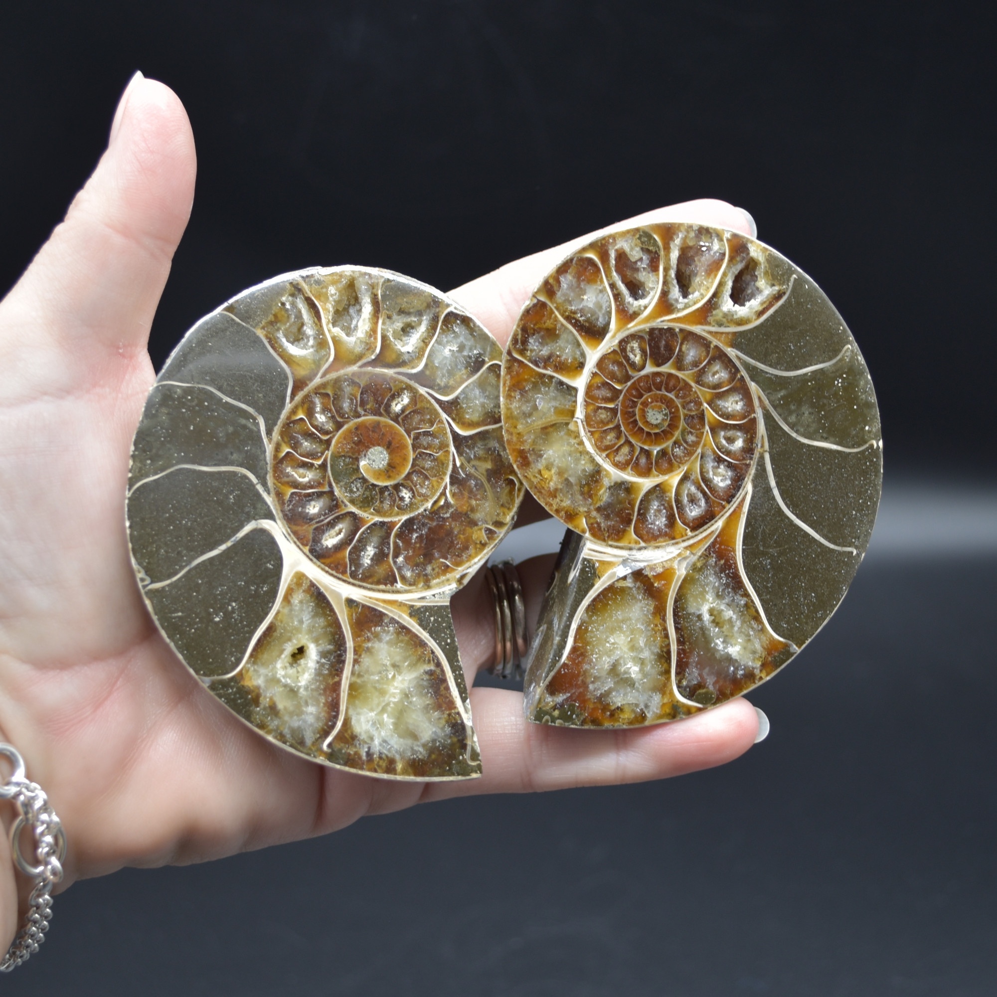 Pair of Brown Ammonite Cleoniceras Fossil Cut Slices from Madagascar - 8.5cm - 287 grams - Image 5