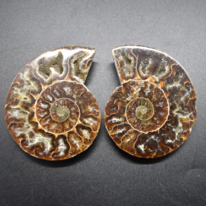 Pair of Brown Ammonite Cleoniceras Fossil Cut Slices from Madagascar - 8.5cm - 177 grams
