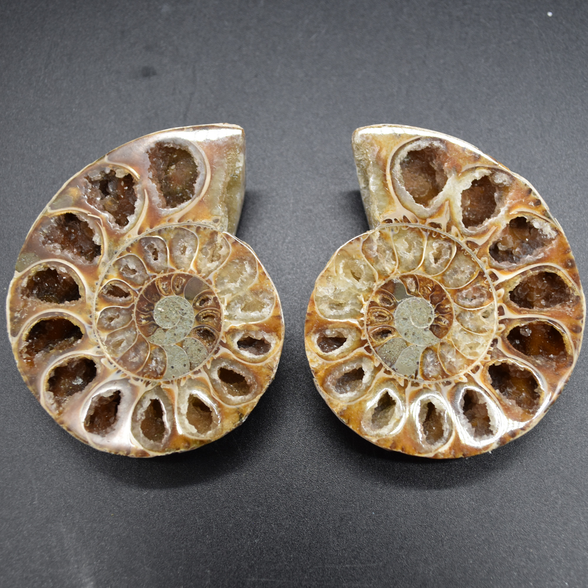 Pair of Brown Ammonite Cleoniceras Fossil Cut Slices from Madagascar - 7.7cm - 178 grams
