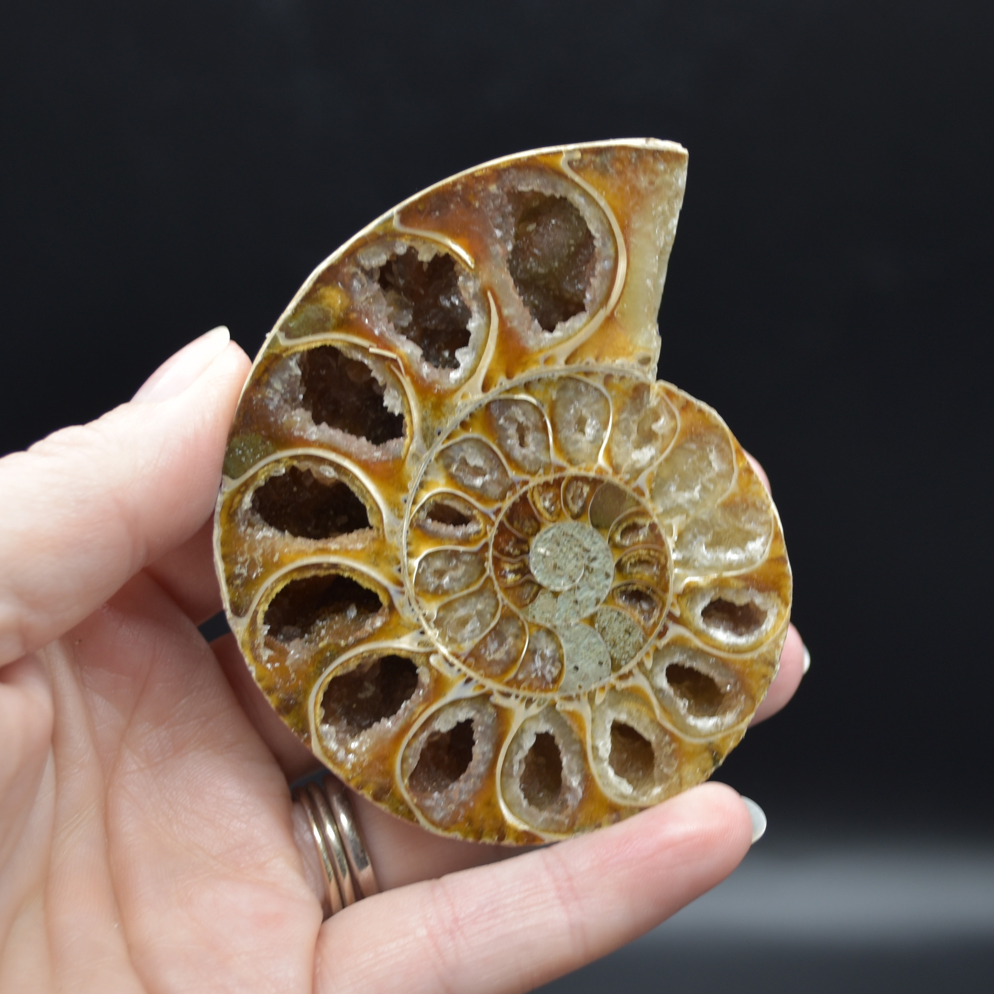 Pair of Brown Ammonite Cleoniceras Fossil Cut Slices from Madagascar - 7.7cm - 178 grams - Image 2