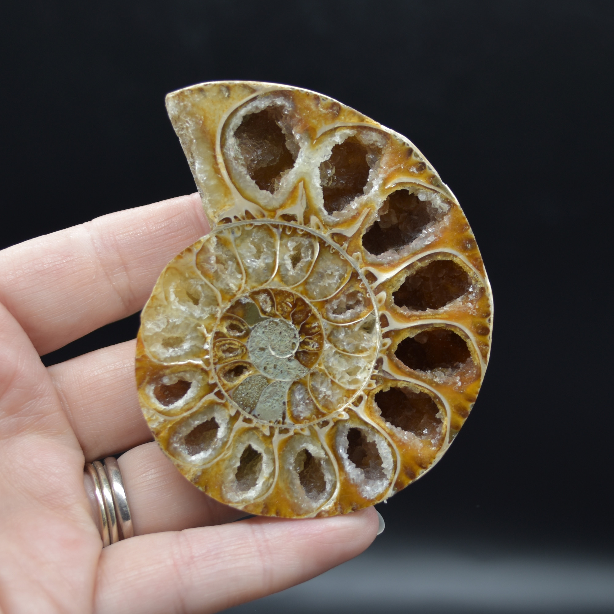 Pair of Brown Ammonite Cleoniceras Fossil Cut Slices from Madagascar - 7.7cm - 178 grams - Image 3