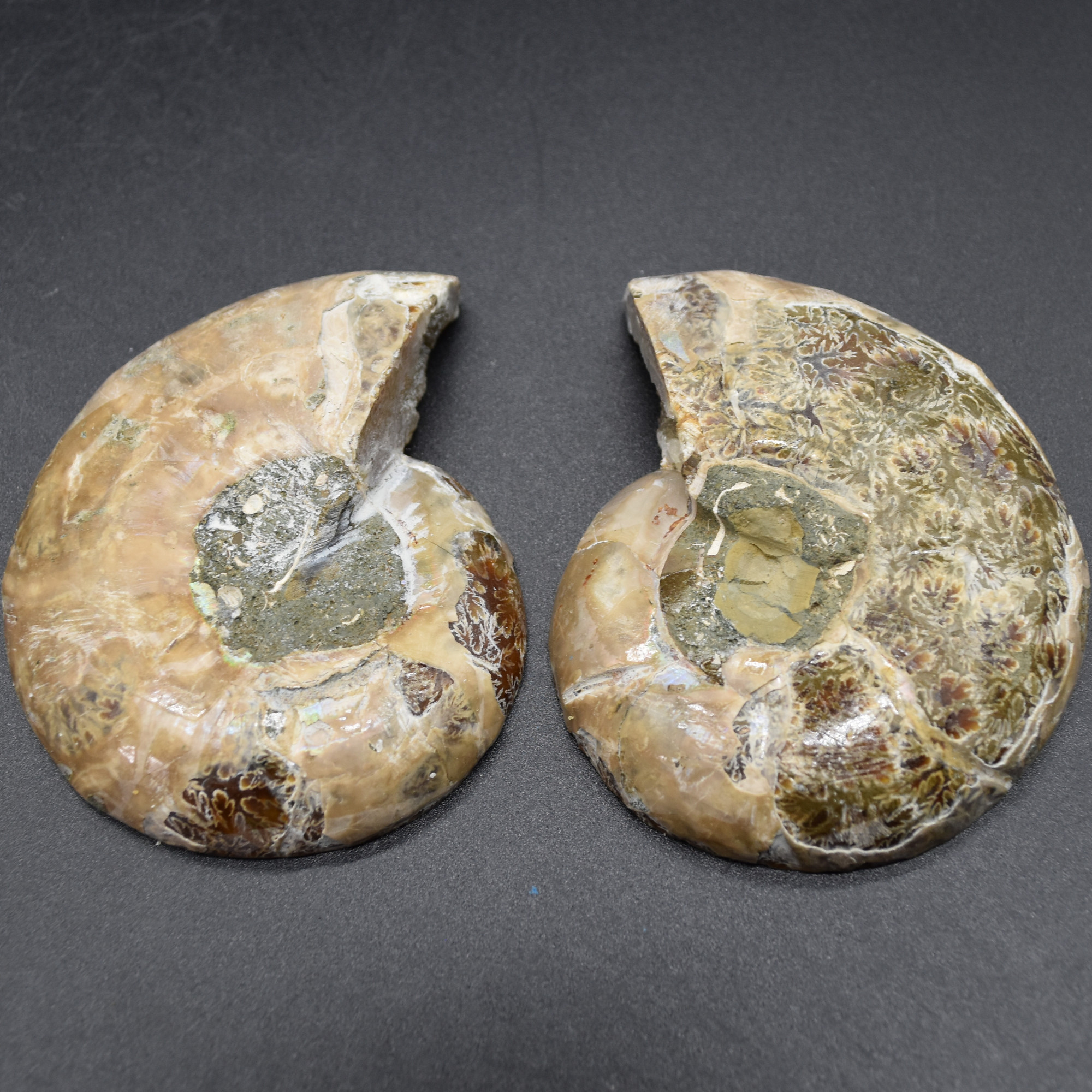 Pair of Brown Ammonite Cleoniceras Fossil Cut Slices from Madagascar - 7.7cm - 178 grams - Image 4