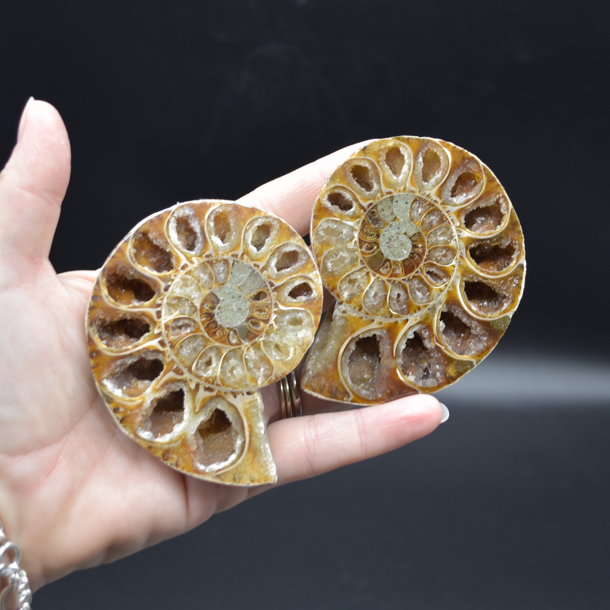 Pair of Brown Ammonite Cleoniceras Fossil Cut Slices from Madagascar - 7.7cm - 178 grams - Image 5